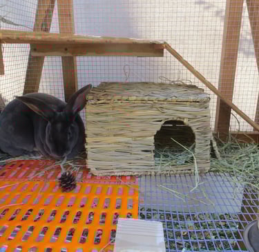 Parsley with her bunny grass house