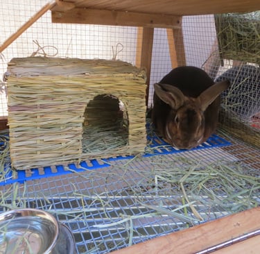 Sunny with his bunny grass house