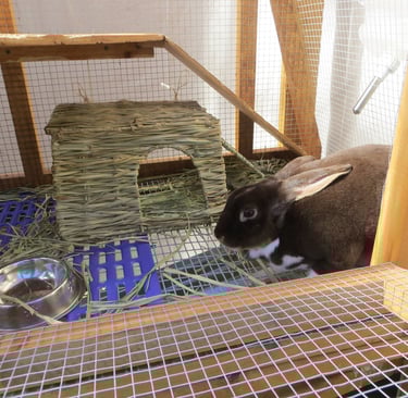 Clove with her bunny grass house the next day