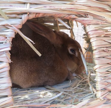 Ginger with her bunny grass house the next day