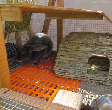 Parsley with her bunny grass house the next day
