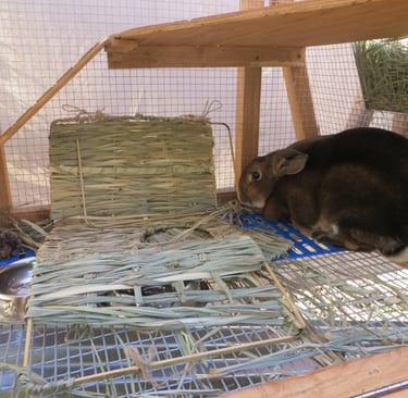 Sunny with his bunny grass house the next day