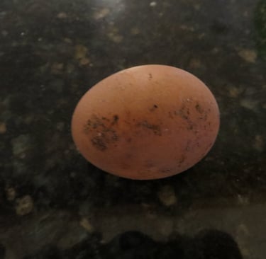 Our first egg.
