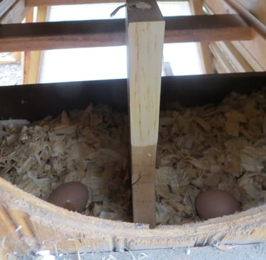 Two chicken eggs in nest box.