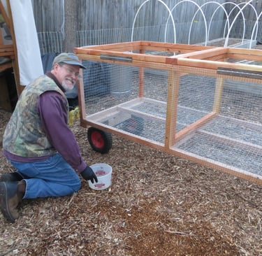 staining the rabbit tractor