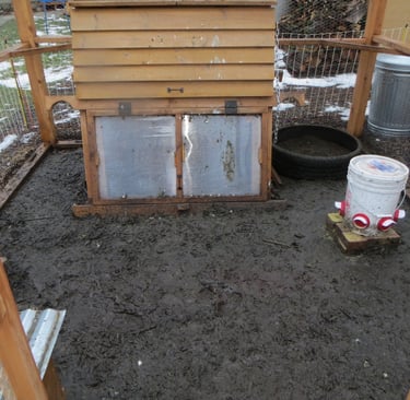muddy chicken coop