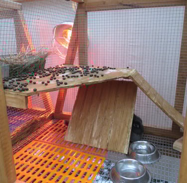 Parsley's dirty loft.