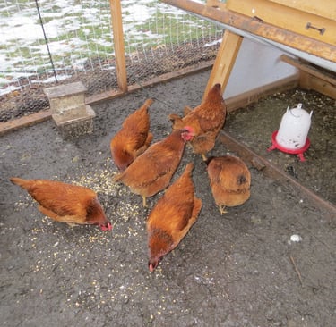 chickens in the muddy run