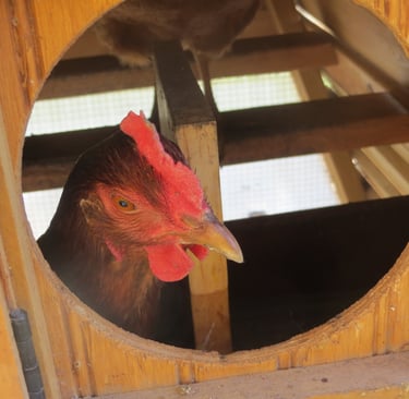 chicken in the nest box