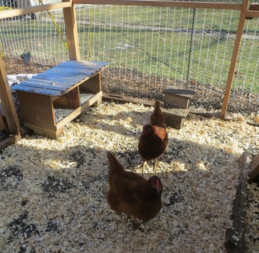 chickens in the clean run