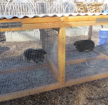 Parsley and Sunny in the rabbit tractor while we cleaned their cages.