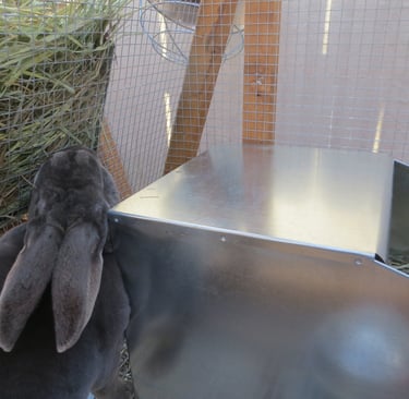 Parsley with her nest box.