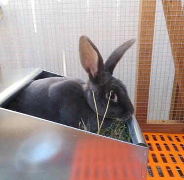 Parsley with her nest box.