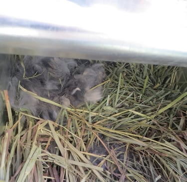 Parsley pulled hair for her nest box.