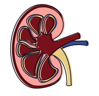 Kidney