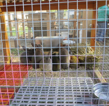 Rabbits in the Tractor