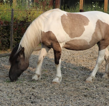 Bruin en wit paard met het hoofd naar benenden genaam Floor
