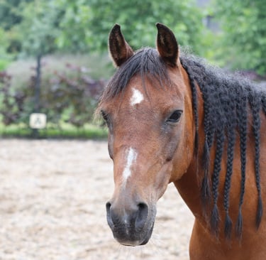 Bruin paarden hoofd van het paard Beauty met vlechten in het haar