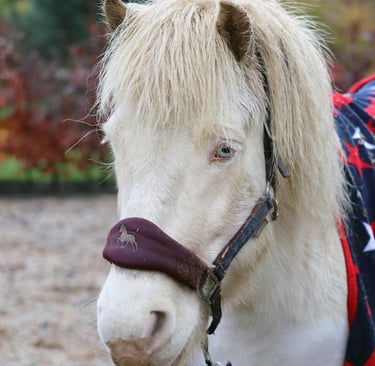 Wit paardenhoofd van het paard Merlin