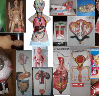 #biology-science-model