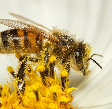 Abeja polinizando una flor