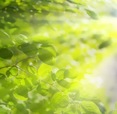 Close-up view of lush green leaves with sunlight filtering through, symbolizing the natural glow