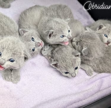 bebes bleu russes obsidian cats