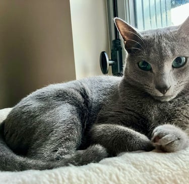 Ugo des Obsidian cats à un an