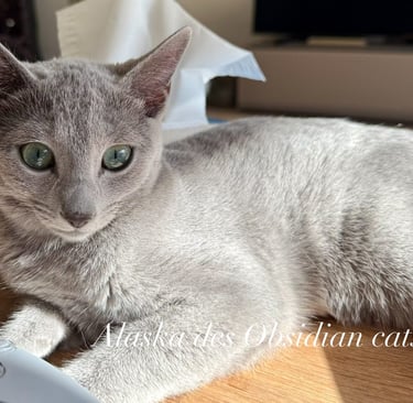alaska des obsidian cats bleu russe