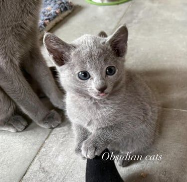 photo chaton bleu russe obsidian cats