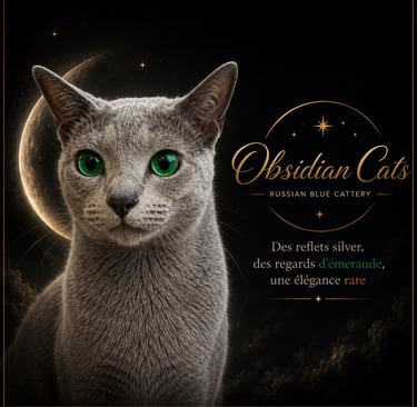 photo chat logo obsidian cats chatterie