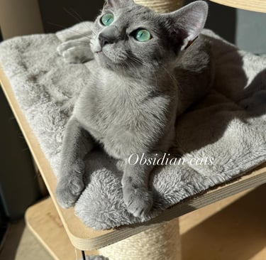 alaska des obsidian cats bleu russe