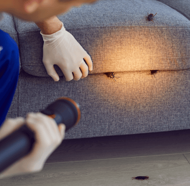 a pest control technician inspecting a pest-infested sofa