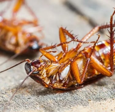 2 dead american cockroaches