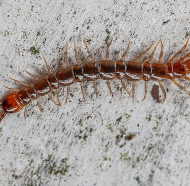 a centipede on a cement floor