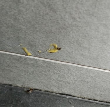 a german cockroach nymph feeding on bait paste