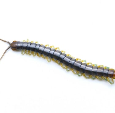 a centipede