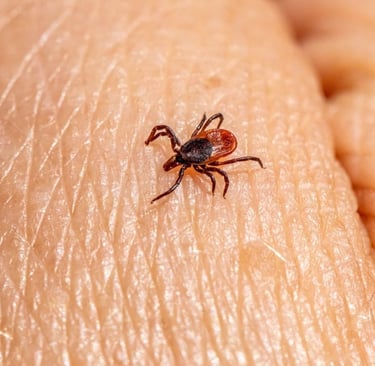 a tick crawling on someone