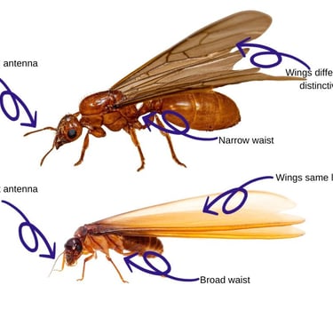 image showing difference between ants and termites