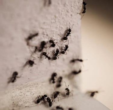 ants foraging on wall
