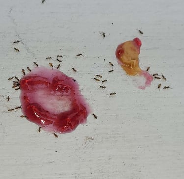 ants feeding on fruit paste
