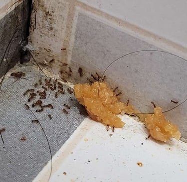 ant feeding on boric acid bait