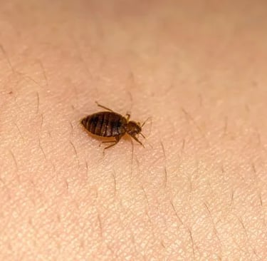 a bed bug crawling on someone's skin