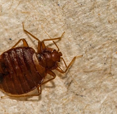 a female bed bug