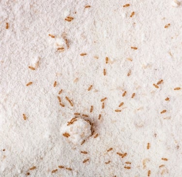 booklice infesting flour