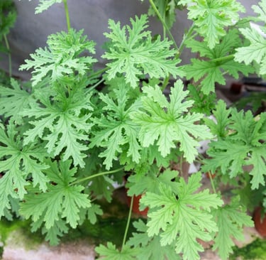 citronella plants