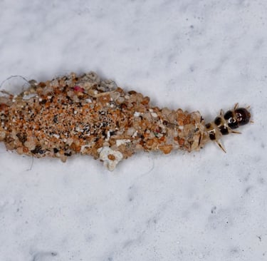 a case-making cloth moth larva