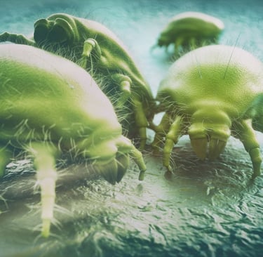 illustration of dust mites