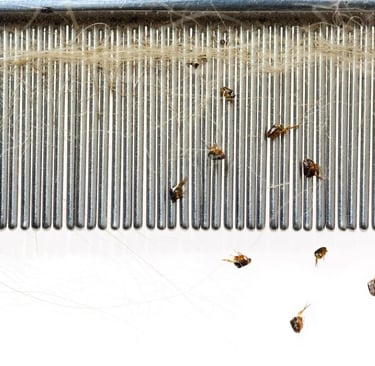 fleas collected on anti-flea comb