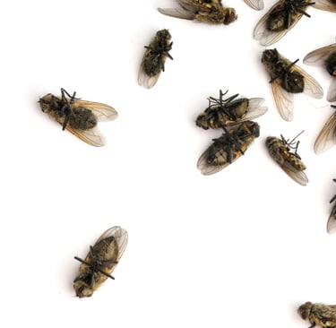 dead flies on white background